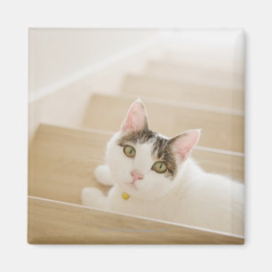 Katze, die auf Treppe liegt Magnet