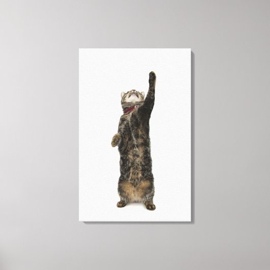 Katze, die auf zwei Beinen stehend ist Leinwanddruck (Vorderseite)
