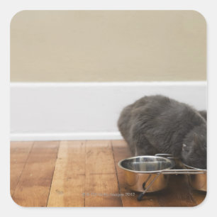 Katze, die aus der Schüssel frisst Quadratischer Aufkleber