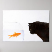 Katze, die den Goldfisch-Druck anstarrt