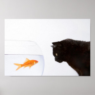 Katze, die den Goldfisch-Druck anstarrt Poster