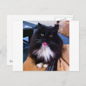 Katze, die die Zunge heraushält Postkarte (Vorne/Hinten)