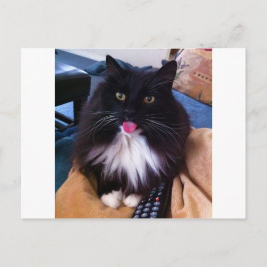 Katze, die die Zunge heraushält Postkarte (Vorderseite)