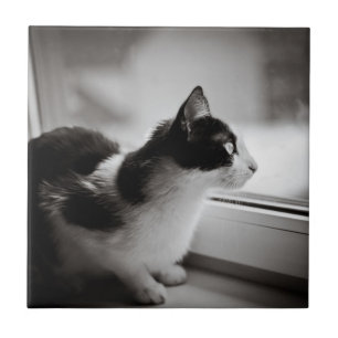 Katze, die draußen schaut fliese