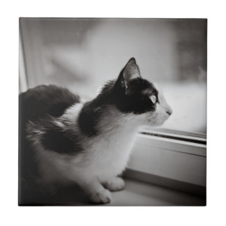 Katze, die draußen schaut fliese