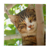 Katze, die einen Baum klettert Fliese (Vorderseite)