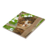 Katze, die einen Baum klettert Fliese (Seite)