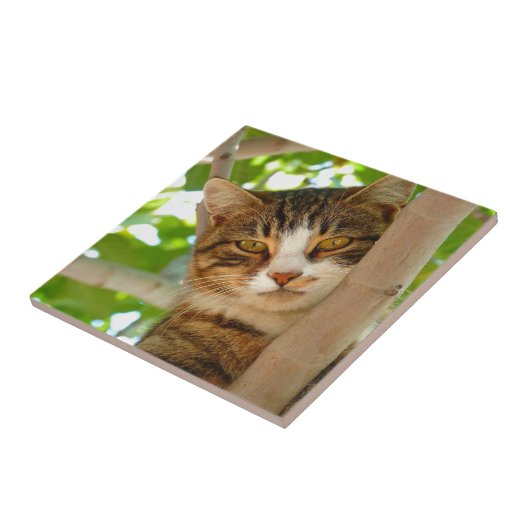 Katze, die einen Baum klettert Fliese (Seite)