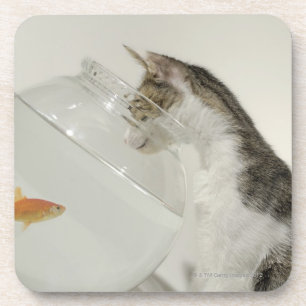 Katze, die Fische im fishbowl betrachtet Getränkeuntersetzer