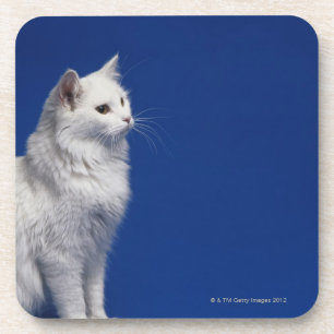 Katze, die gegen blauen Hintergrund sitzt Untersetzer