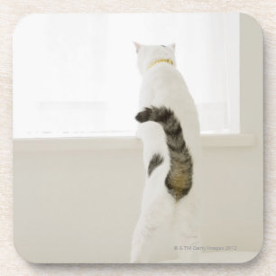 Katze, die heraus Fenster, hintere Ansicht schaut Getränkeuntersetzer