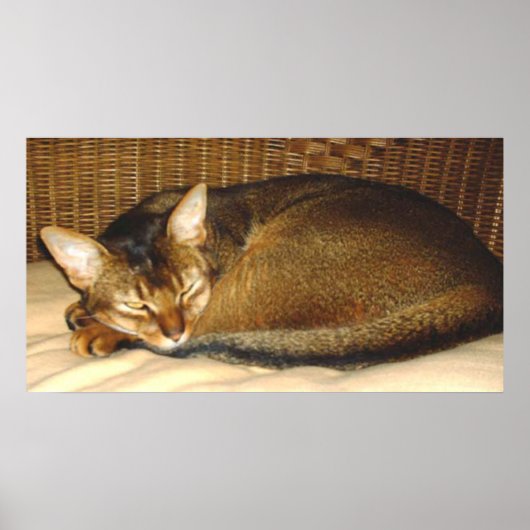 Katze, die im geflochtenen Stuhl schläft Poster (Vorne)