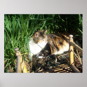 Katze, die im Gras Druck sitzt Poster