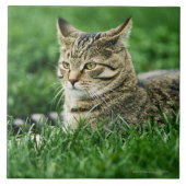 Katze, die im Gras liegt Fliese (Vorderseite)