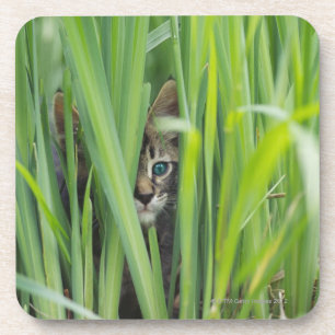 Katze, die im Gras sich versteckt Getränkeuntersetzer