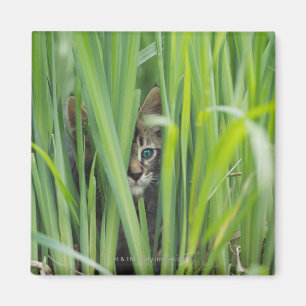 Katze, die im Gras sich versteckt Magnet