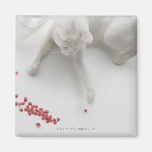 Katze, die mit geformter Süßigkeit des Herzens Magnet