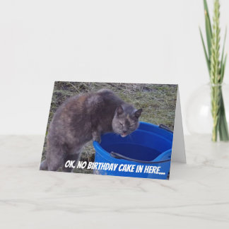 Katze, die nach einer Geburtstags-Kuchenkarte Karte