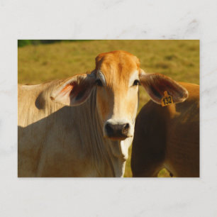 Katze die niedliche Kuh Postkarte