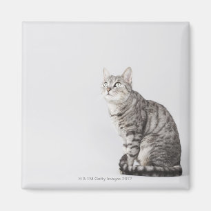 Katze, die oben schaut magnet