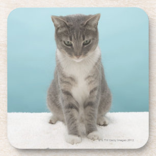 Katze, die Spielzeugmaus auf Wolldecke betrachtet Untersetzer