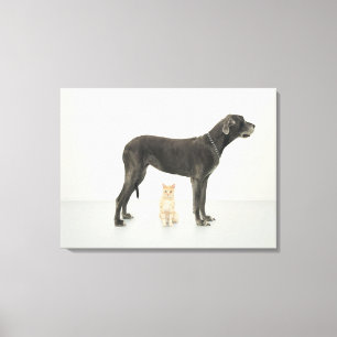 Katze, die unter Deutscher Dogge sitzt Leinwanddruck