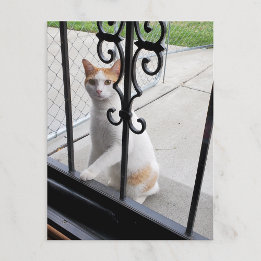Katze, die wirklich hereinkommen möchte Postkarte