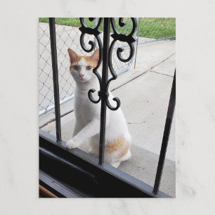 Katze, die wirklich hereinkommen möchte Postkarte