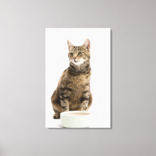 Katze durch Schüssel Leinwanddruck