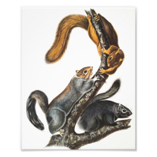 Katze-Eichhörnchen (Sciurus cinereus) Illustration Fotodruck