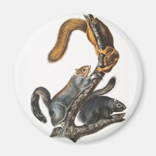 Katze-Eichhörnchen (Sciurus cinereus) Illustration Magnet