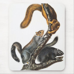 Katze-Eichhörnchen (Sciurus cinereus) Illustration Mousepad