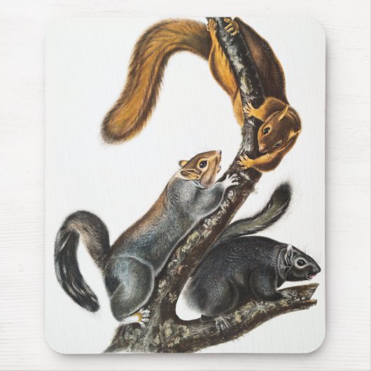 Katze-Eichhörnchen (Sciurus cinereus) Illustration Mousepad (Vorne)