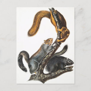 Katze-Eichhörnchen (Sciurus cinereus) Illustration Postkarte