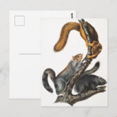 Katze-Eichhörnchen (Sciurus cinereus) Illustration Postkarte (Vorne/Hinten)