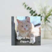 Katze Einladung (Stehend Vorderseite)