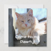 Katze Einladung (Vorderseite)