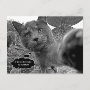 Katze Einnahme von Purfect Selfie Postkarte