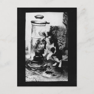 Katze erfrischend im Brunnen Postkarte