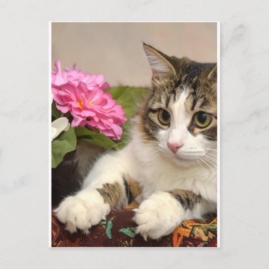 Katze Feiertagspostkarte (Vorderseite)