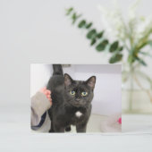 Katze Feiertagspostkarte (Stehend Vorderseite)