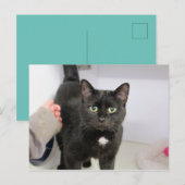 Katze Feiertagspostkarte (Vorne/Hinten)