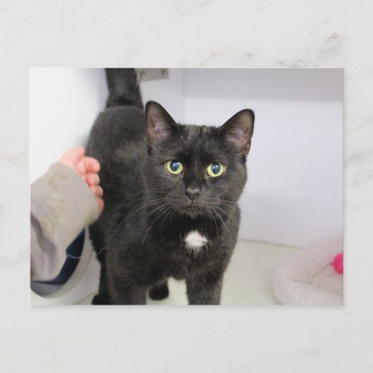 Katze Feiertagspostkarte (Vorderseite)