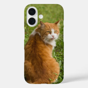 Katze, Feline, Tier iPhone 16 Hülle