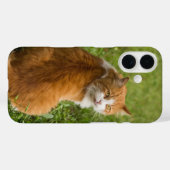 Katze, Feline, Tier Case-Mate iPhone Hülle (Rückseite (Horizontal))