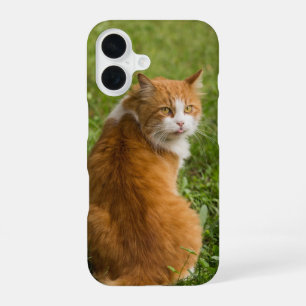 Katze, Feline, Tier iPhone 16 Hülle