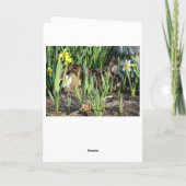 Katze, Fell oder Spiel, Geburtstag Karte (Rückseite)