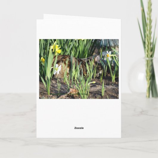 Katze, Fell oder Spiel, Geburtstag Karte (Rückseite)