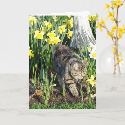 Katze, Fell oder Spiel, Geburtstag Karte (Gelbe Blume)