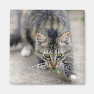 Katze fing eine Eidechse Magnet